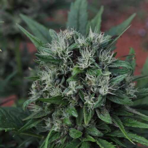 U2 Regular Seeds - 18