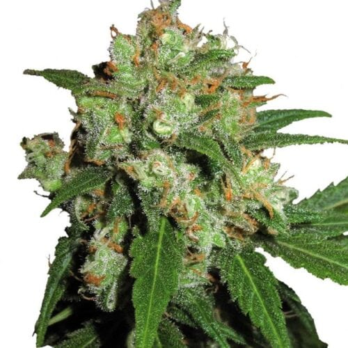 UK Cheesy Express Auto Feminised Seeds