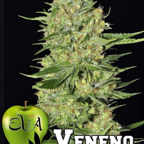 Veneno Feminised Seeds