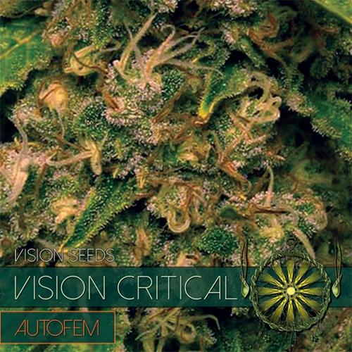 Vision Critical Auto Feminised Seeds
