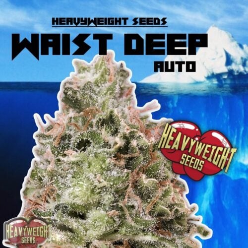 Waist Deep Auto Feminised Seeds