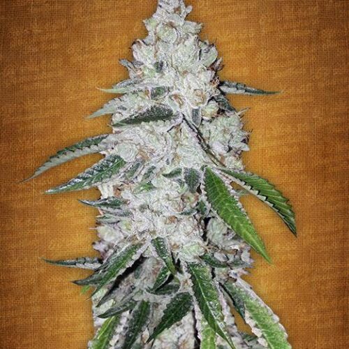 West Coast O.G. Auto Feminised Seeds