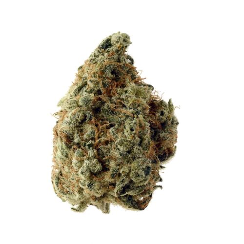 White Choco Feminised Seeds