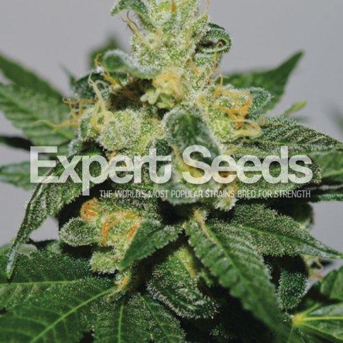 White Gold Feminised Expert Seeds