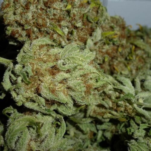 White Ice Feminised Seeds
