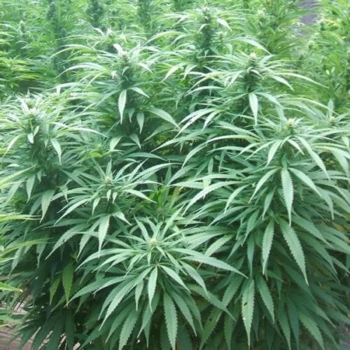 White Rhino Feminised Seeds - 5