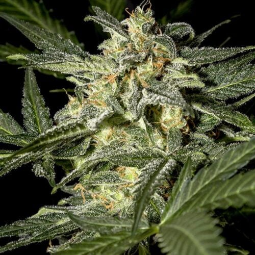 White Widow Auto Feminised Seeds - GH