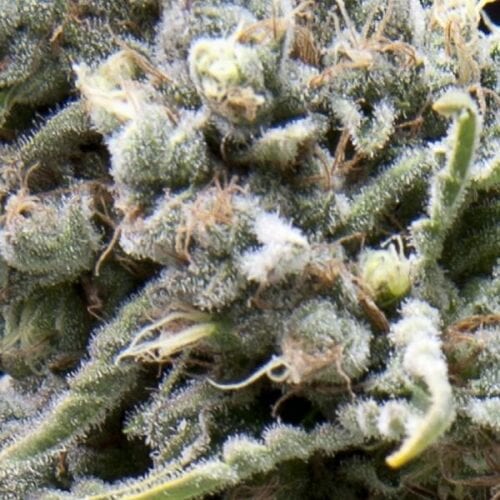 White Widow CBD Auto Feminised Pyramid Seeds