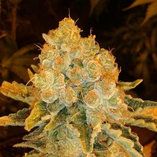White Widow Feminised Seeds - Lineage