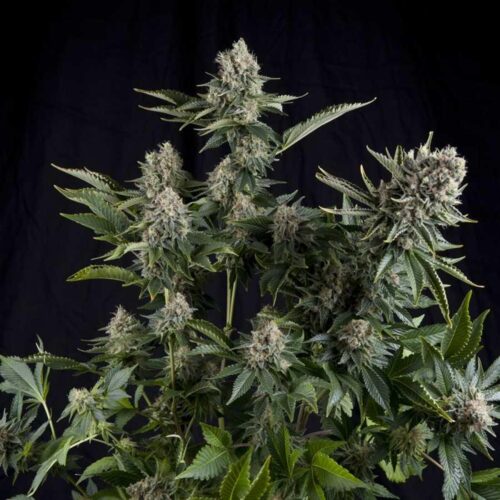 White Widow Feminised Pyramid Seeds