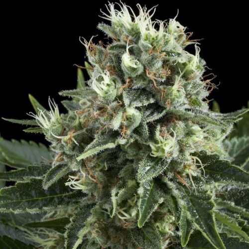 White Widow Feminised Seeds - RQS