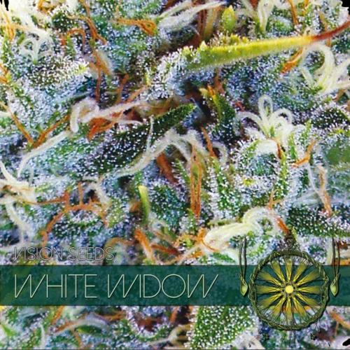 White Widow Feminised Vision Seeds