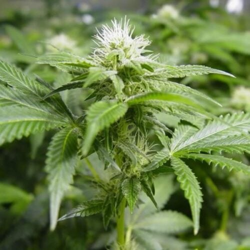 White Widow Feminised Nirvana Seeds - 5