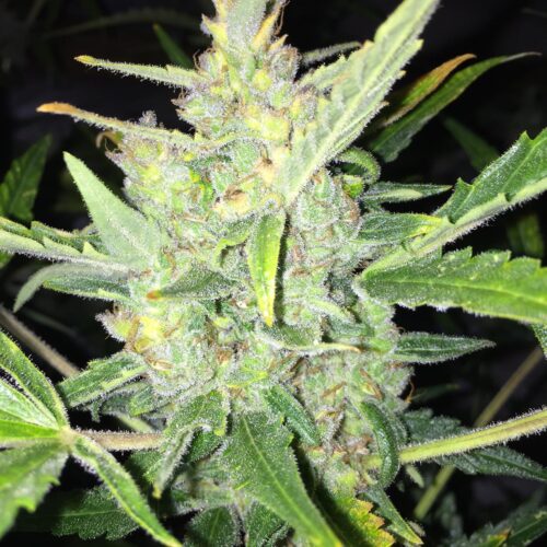 White Widow x Big Bud Auto Feminised Seeds