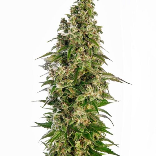 Afghani #1 Auto Feminised Cannabis Seeds by Sensi Seeds
