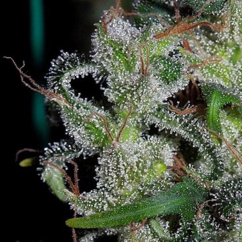 Zamaldelica Feminised Seeds