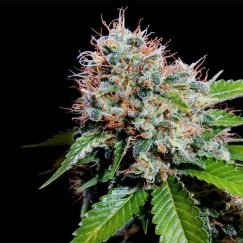 Zuri Widow Feminised Seeds