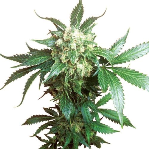 Black Domina Feminised Bulk