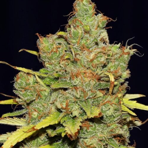 C99 x Blueberry Feminised Fast Bulk