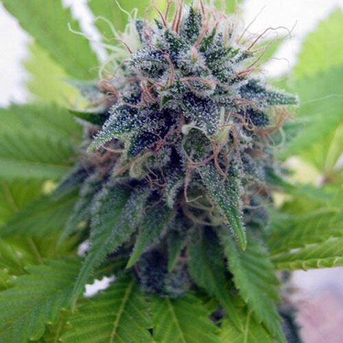 Candy Cream Feminised Bulk cannabis Seeds