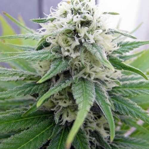 Early Skunk Feminised Bulk Seeds