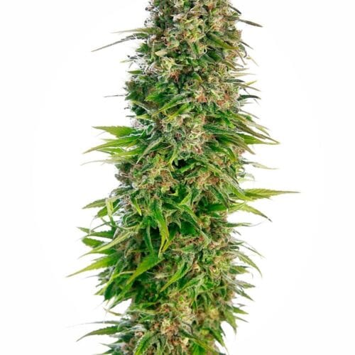 Hindu Kush Auto Feminised Bulk Seeds