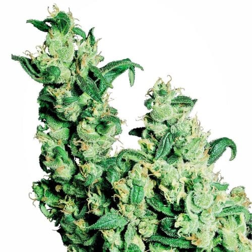Jack Herer Feminised Seeds FAST - BULK x 100