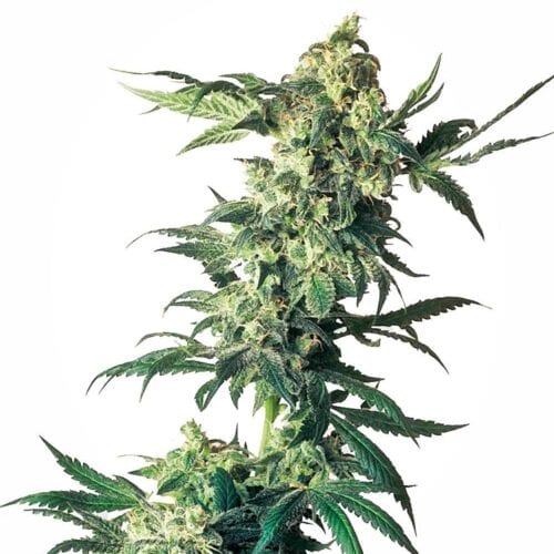 Northern Lights Feminised Bulk