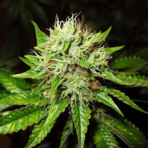OG Kush Auto Feminised Seeds - BULK