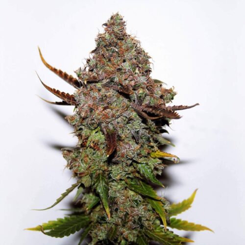 Original Skunk #1 Feminised - Bulk 100