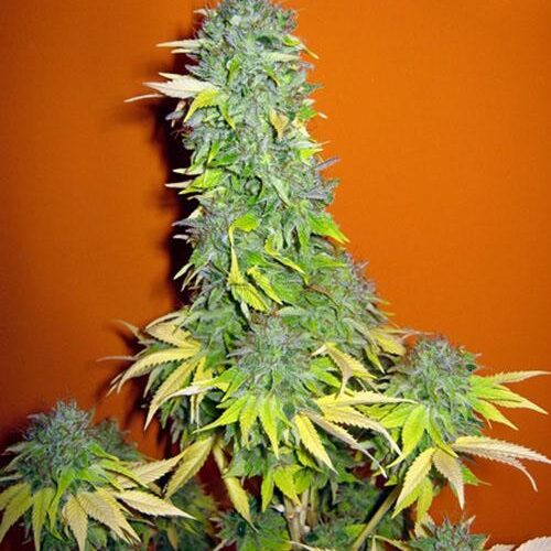 Somango Feminised Seeds - Bulk x 100