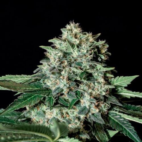 Gorila Bilbo Feminised Seeds