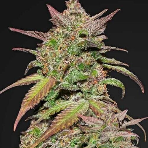 Smoothie Auto Feminised Seeds