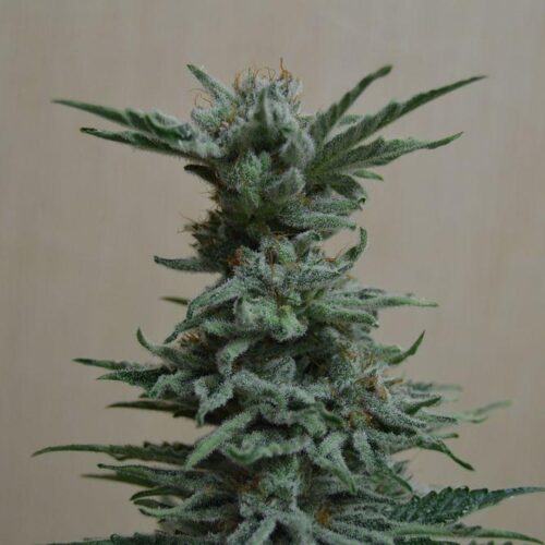 AK Skunk Feminised Seeds