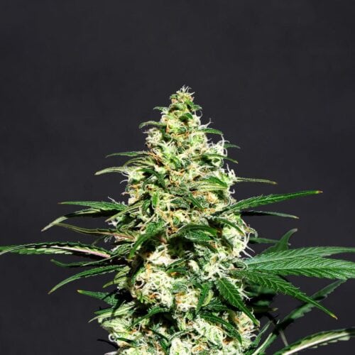 Amnesi - K Lemon Feminised Cannabis Seeds by Kannabia Seeds