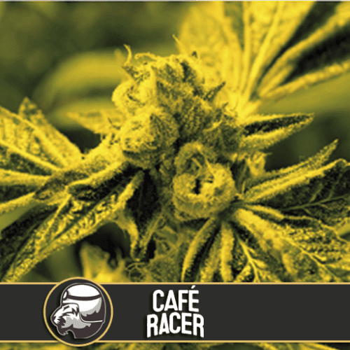 Cafe Racer Feminised Seeds