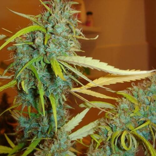 Angel Heart (Mango Haze x Afghan Skunk) Regular Seeds - 18