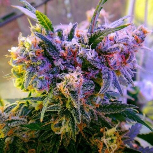Aurora Indica Feminised Cannabis Seeds by Nirvana Seeds