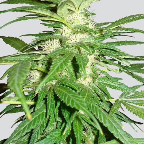 Aurora Indica Regular Seeds - 10