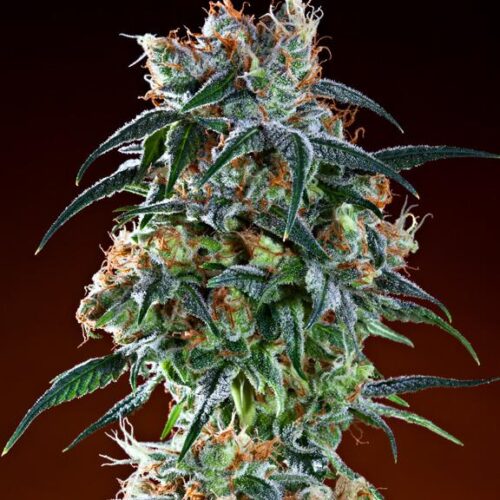 Bay 11 - 10 Regular Seeds