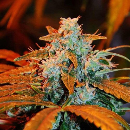 Berry Auto Feminised