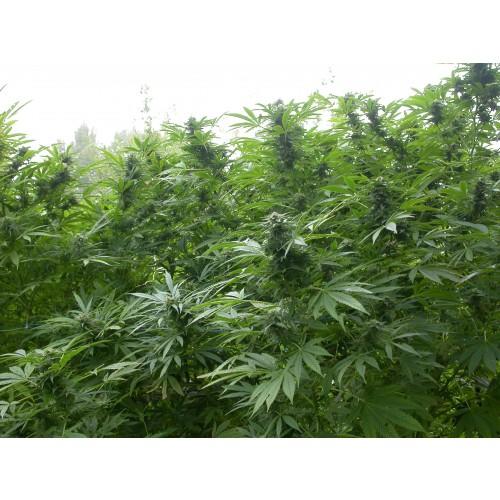 Biddy Early Regular Seeds