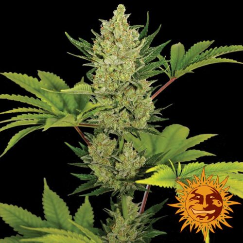 Blueberry Cheese Auto Feminised Cannabis Seeds by Barney's Farm Seeds