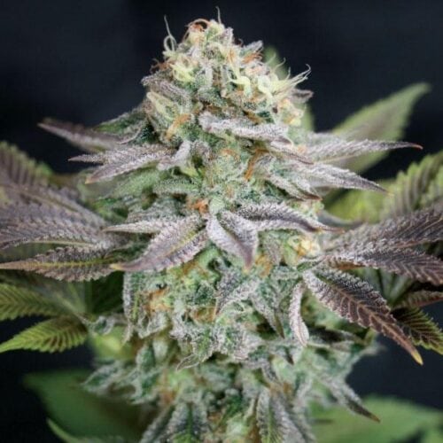 Blue Dream Feminised Seeds