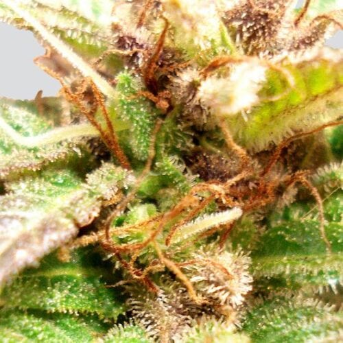 Blue Mystic Regular Seeds - 10