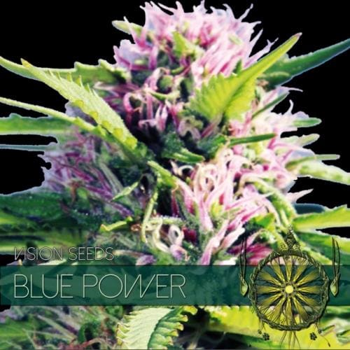 Blue Power Feminised Seeds