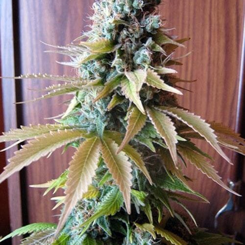 Blueberry Feminised Seeds - SM