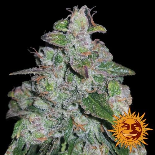 Blueberry OG Feminised Seeds