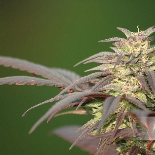 Blueberry Regular Seeds - 10