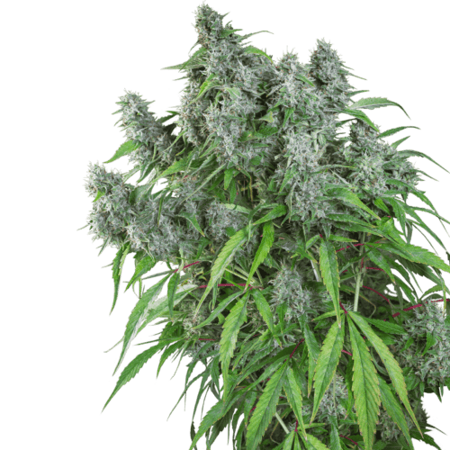Frosty Friday Regular Seeds - 12